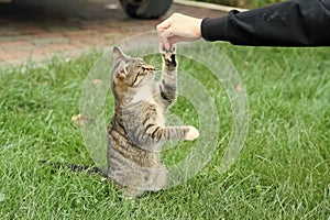 outbred cat pet sit on green grass domestic animal play with human hand giving it a happy life, animal shelter