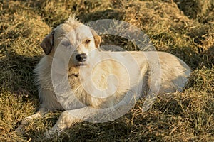 Outbred dog in the hay photo