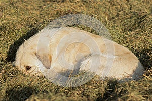 Outbred dog in the hay photo