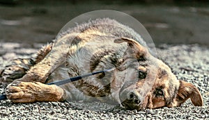 Outbred dog sadly lies on the stones of gravel