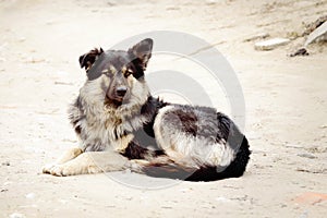 Outbred furry dog lies on the ground photo