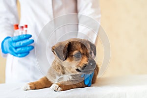 Outbred red puppy at the veterinarian`s examination in the clinic. Dog vaccination