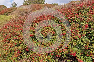 Outburst of Red Berries on the California Coast