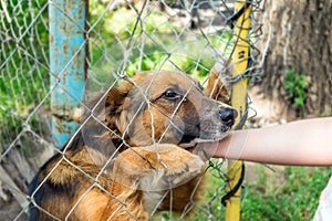 Outddor Homeless animal shelter. Sad mongrel dog happy visitor s photo