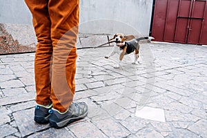 Outdoor Activities For dog puppy Beagles. Games to play with puppies. How to Entertain puppy and adult Beagle. Cute