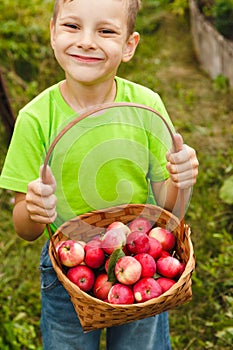Outdoor activity. Just picked fruit. Young child boy holding a basket with fresh organic juicy red apples harvest in