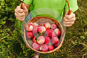 Outdoor activity. Just picked fruit. Young child boy holding a basket with fresh organic juicy red apples harvest in green garden