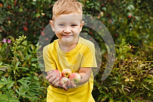 Outdoor activity. Young child boy holding fresh organic juicy apples harvest in green garden outdoor. Just picked fruit
