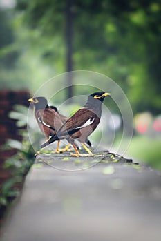 Outdoor beautiful birds green nature