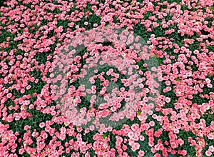 outdoor beautiful spring pink flowers field