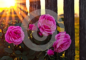 Outdoor bed of purple roses.