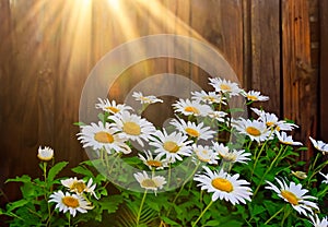 Outdoor bed of white daisies in backlit rays.