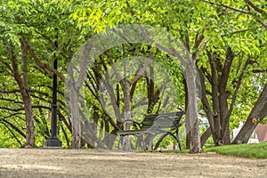 Outdoor bench and lamp post against lush trees at a scenic park on a sunny day