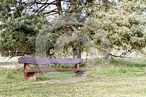 Outdoor bench with tree in background