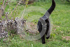 Outdoor black cat - close-up