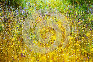 Outdoor blooming field Utricularia