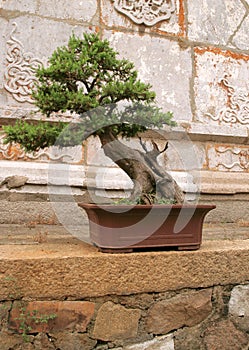 Outdoor bonsai