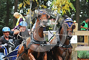 Outdoor Brabant horseteam out of waterbowl