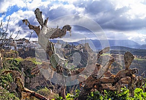 Outdoor cactus with Ronda, Spain as background