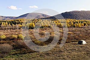 Outdoor camp tent in Field and forest in autumn