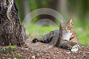 Outdoor Cat Laying Under Tree