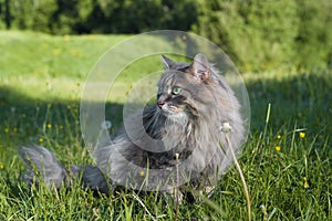 Outdoor cat. Portrait of a beautiful purebred green-eyed cat looking to the side in nature. Fur gray cat sitting