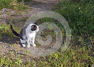 Outdoor cat sitting in grass