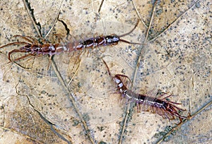 Outdoor Centipedes on leaf