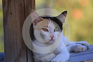 A close up image of a doze baby kitten. photo