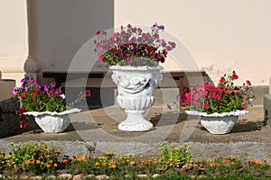 Outdoor concrete vases with flowers, flower pots with petunias. Garden design