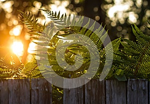 Outdoor country still life with ferns. Retro motif.