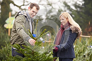 Outdoor Couple Choosing Christmas Tree Together