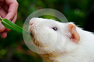 Outdoor cute guinea pig white color eating grass.