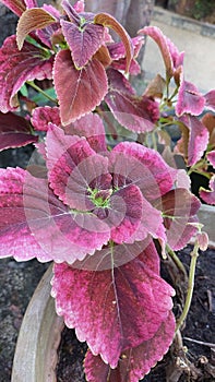 outdoor decoration red spinach flower plant in a pot