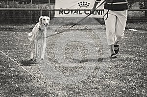 Outdoor dog show on a grass field. Round for saluki dogs or Persian greyhounds. White saluki in the ring walking with her owner.