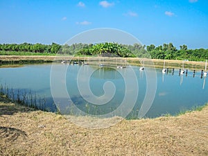 Outdoor fish or shrimp farming pond with farm water aeration system.