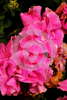 Outdoor Floral Arrangement photo