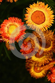 Outdoor Floral Arrangement photo