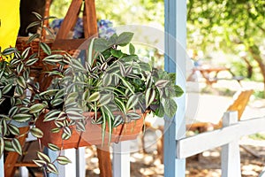 Outdoor flower pot hanging on wooden fence for small garden, patio or terrace. Green plants in pot on the balcony