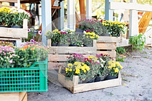 Outdoor flower pots with flowers and plants at the wooden decoration fence for garden, patio or terrace at home