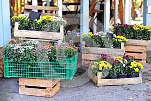 Outdoor flower pots with flowers and plants at the wooden decoration fence for garden, patio or terrace at home.
