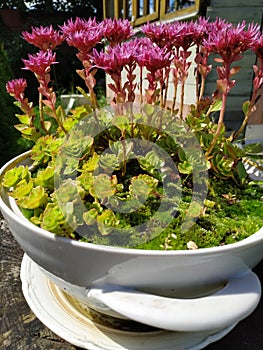 Outdoor flower pots for small garden, patio or terrace
