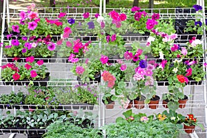 Outdoor flowers at farmers street market