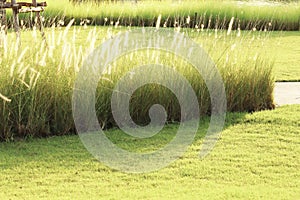 Outdoor freshness landscape of green blady grass with white flowers in tropical beautiful public park on twilight summer season