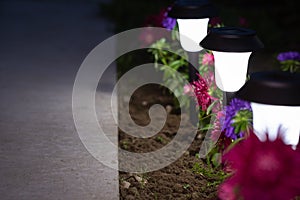 Outdoor Garden Light Fixtures/Lamps In Flowers Of Aster In Row.