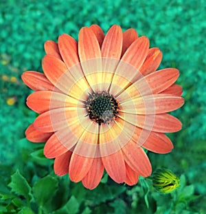 Outdoor gerbera flower in its garden green setting