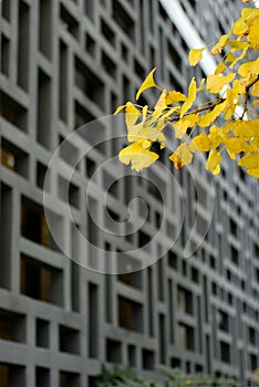 Outdoor gingko leaf