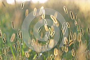 Outdoor grass sunlit from behind with warm sunset light. Enchanting moment of summer.