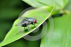 Outdoor Green Bottle Fly in Green Leaf