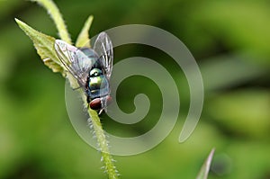 Outdoor Green Bottle Fly in Green Leaf